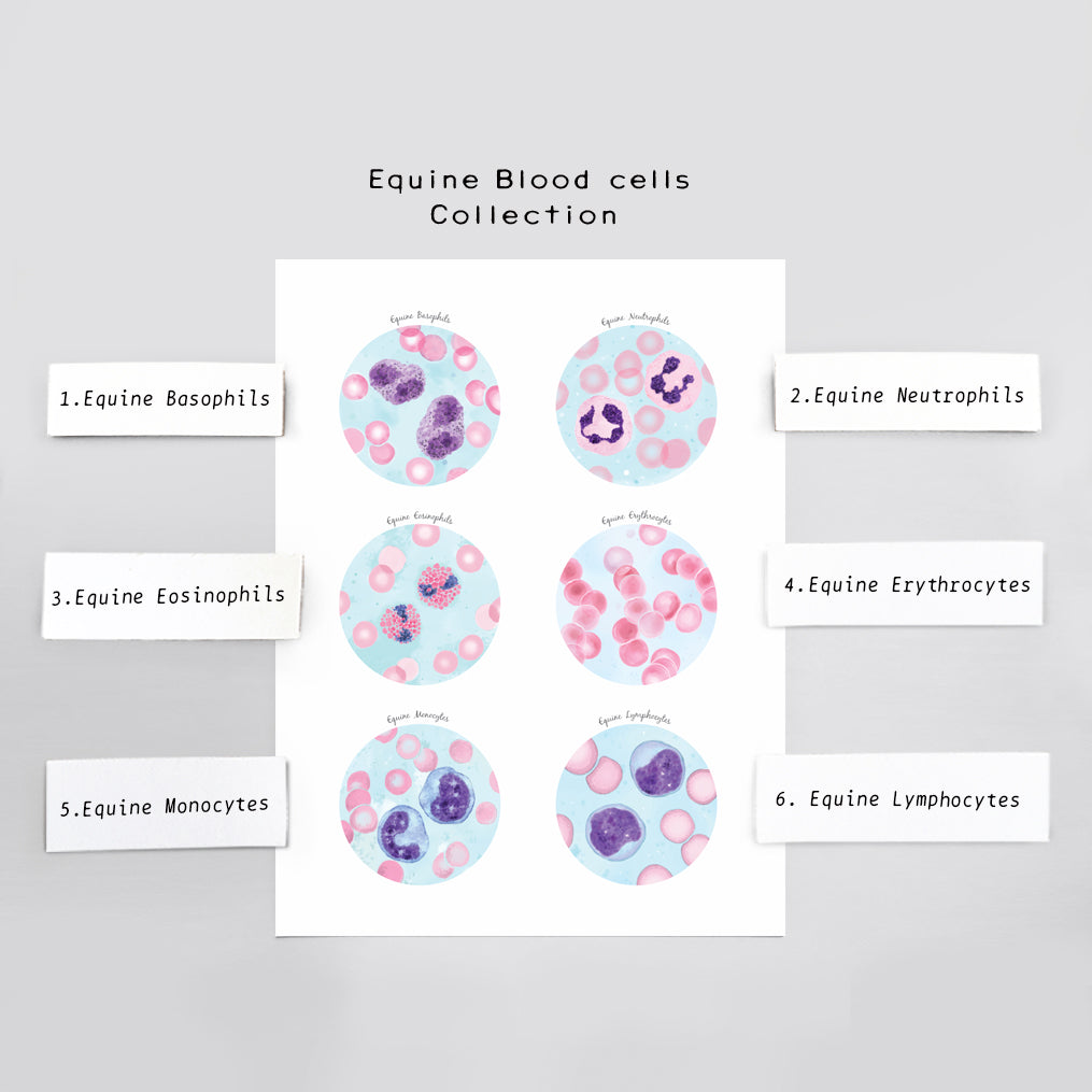 Equine Blood Cells Collection