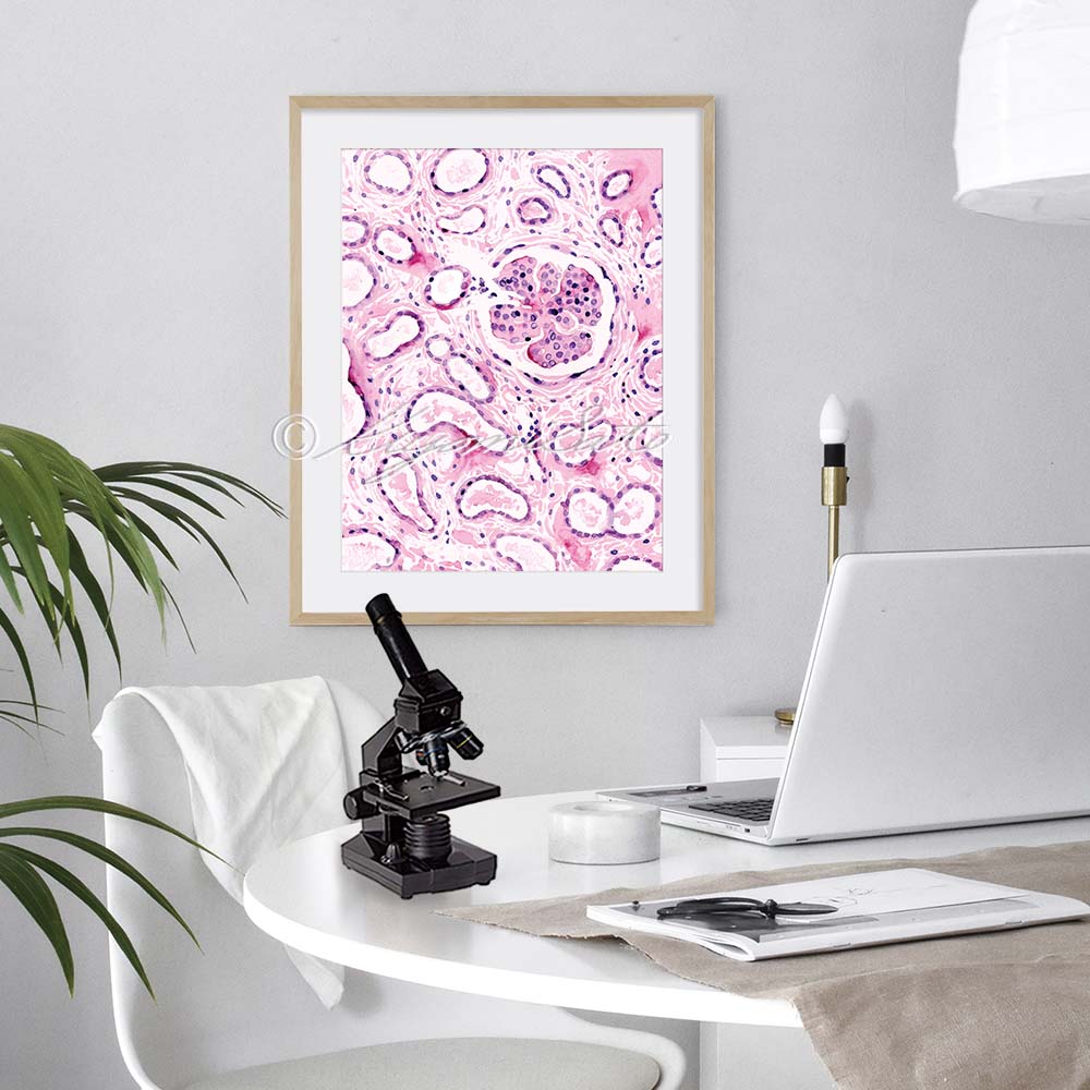 Renal corpuscle  Histology Art