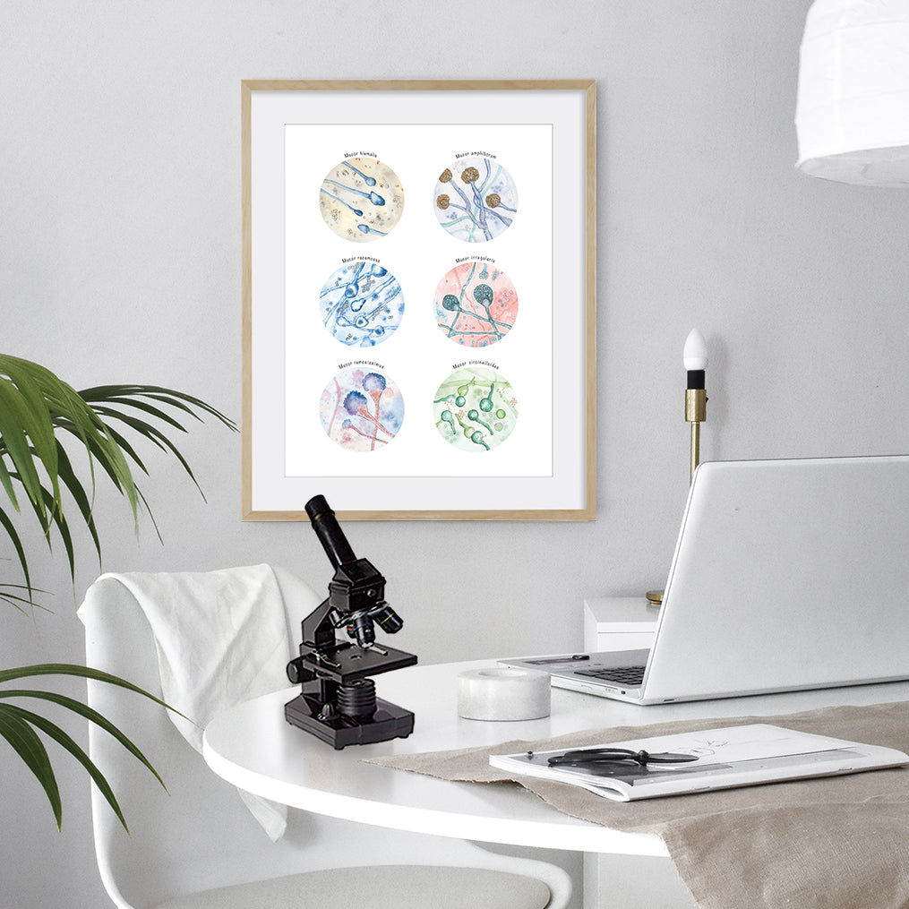 Mucor Species Collection