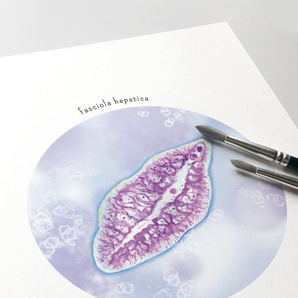 Fasciola hepatica