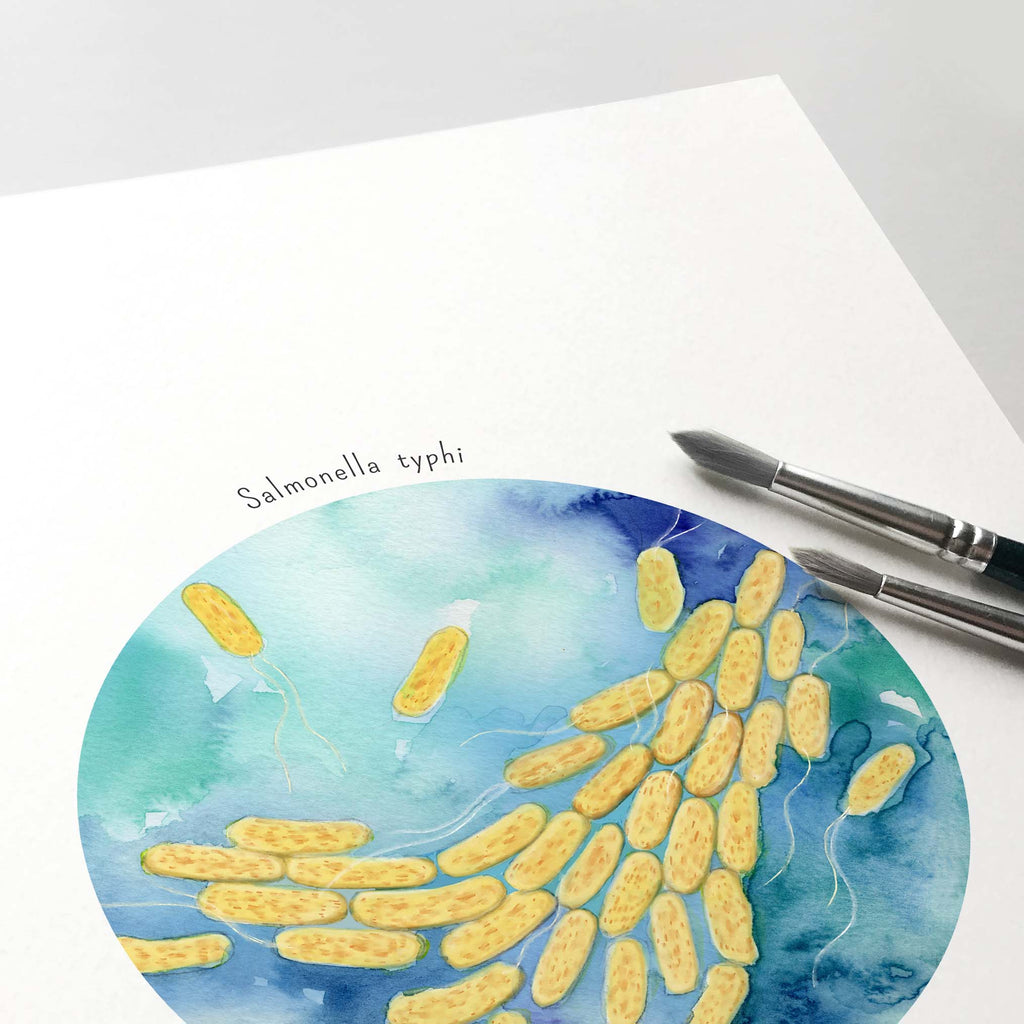 Salmonella typhi