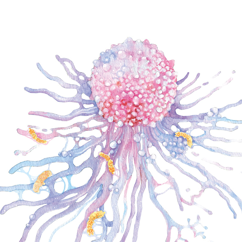 Macrophage Immune Cell