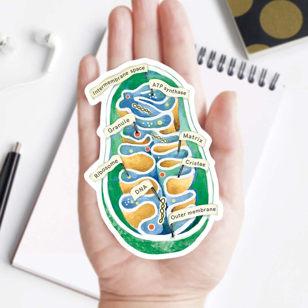 Mitochondria Vinyl Sticker