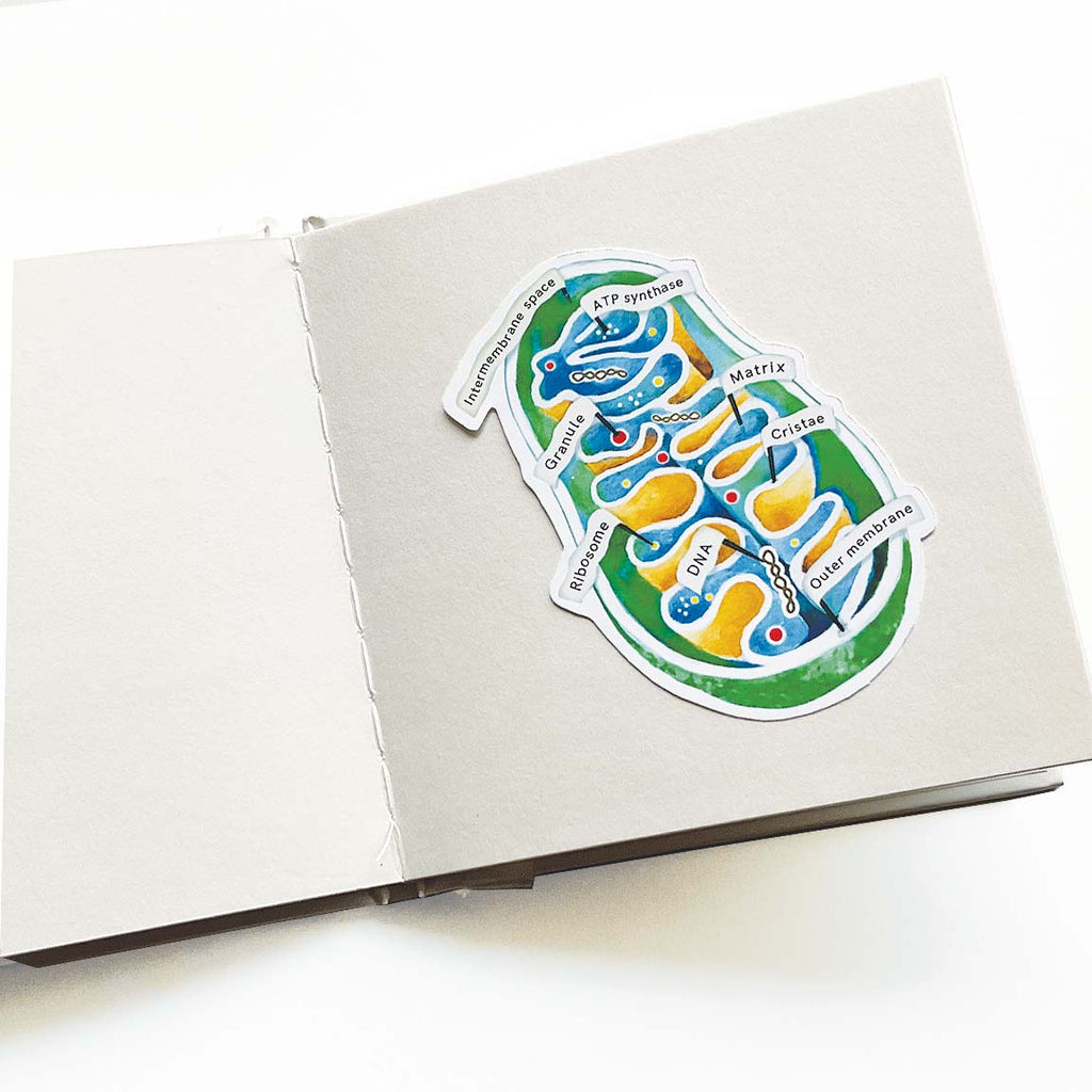 Mitochondria Vinyl Sticker