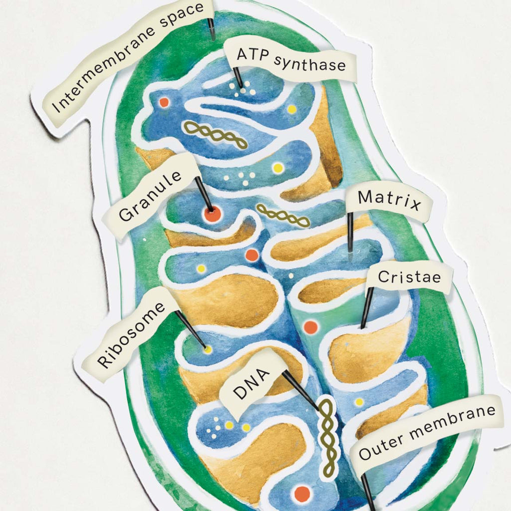 Mitochondria Vinyl Sticker