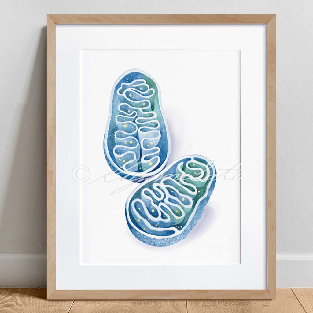 Mitochondria Cross Section Art