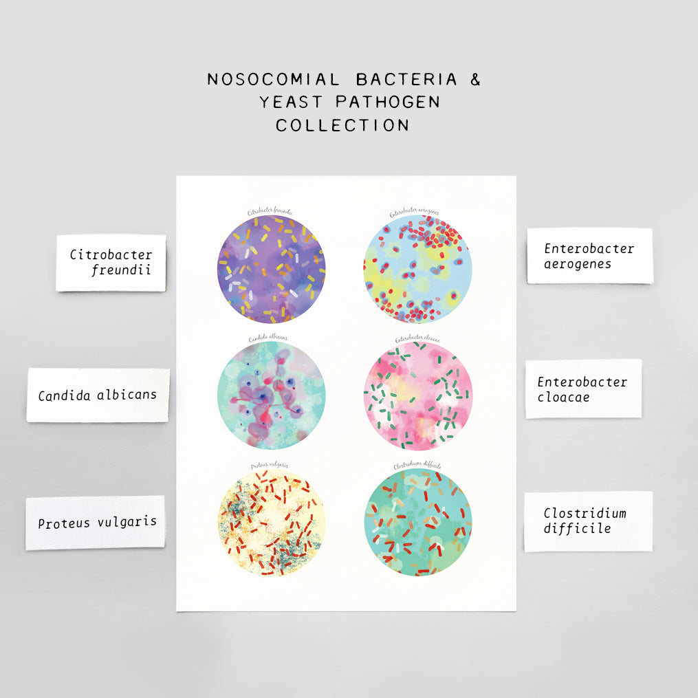 Nosocomial Bacteria, yeasts pathogen Collection