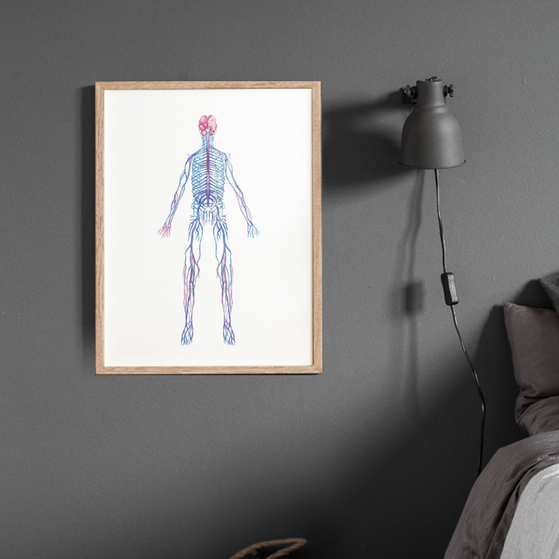 Autonomic Nervous System Human Body Anatomy art