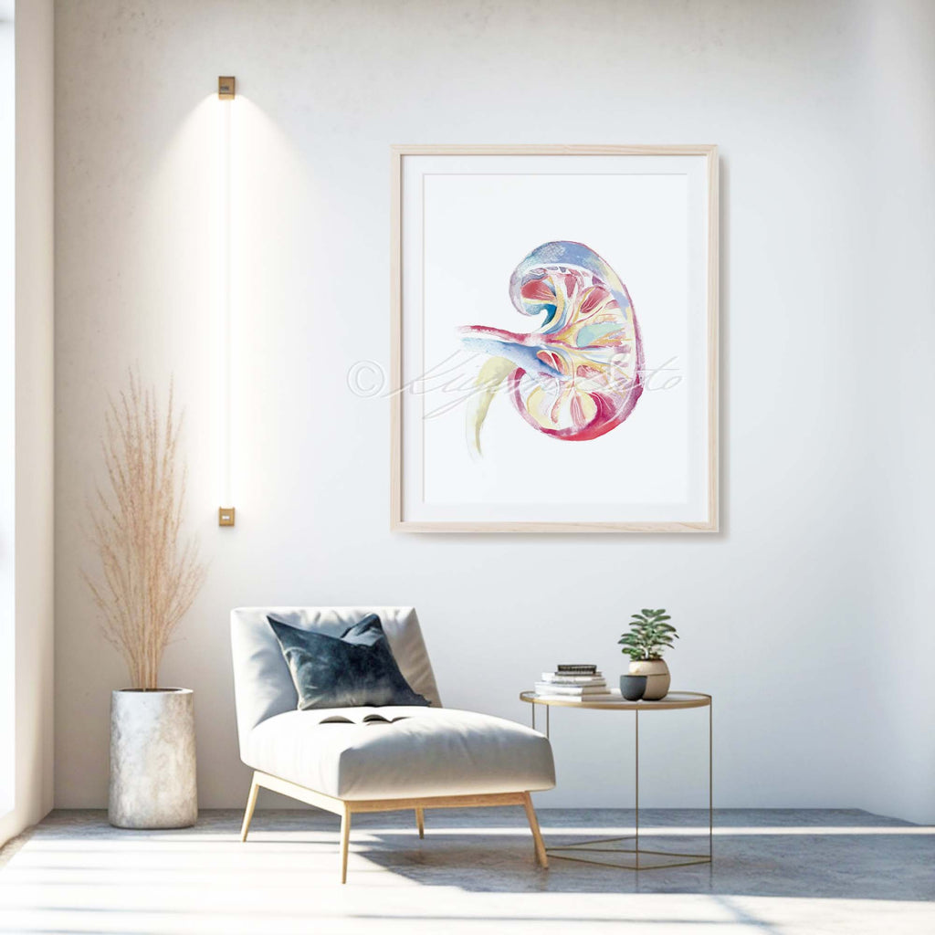 Human Kidney Watercolor painting Poster