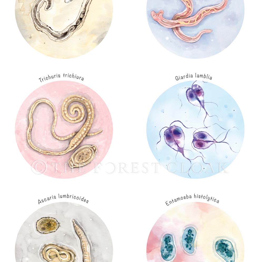 Intestinal Parasite Collection
