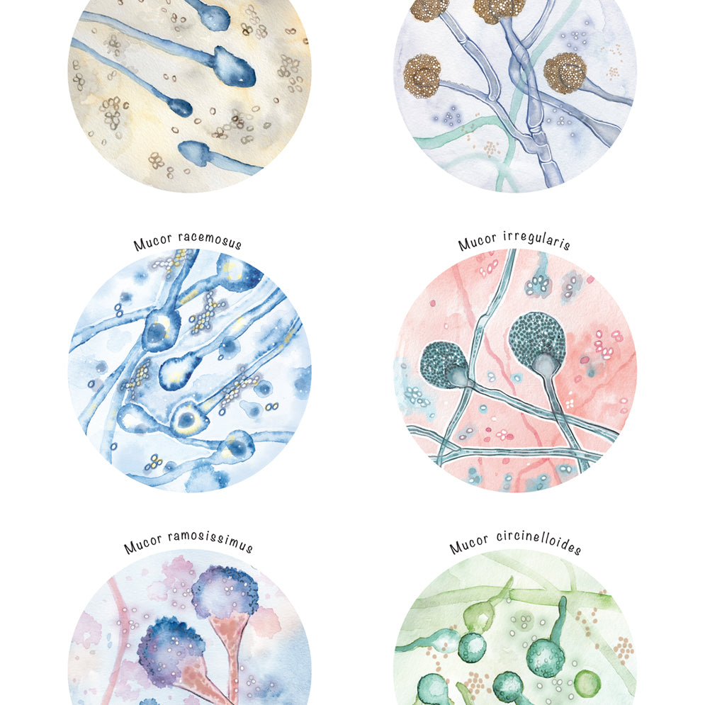 Mucor Species Collection
