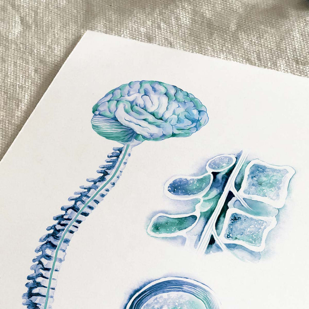 Brain and Spinal Cord Art Print