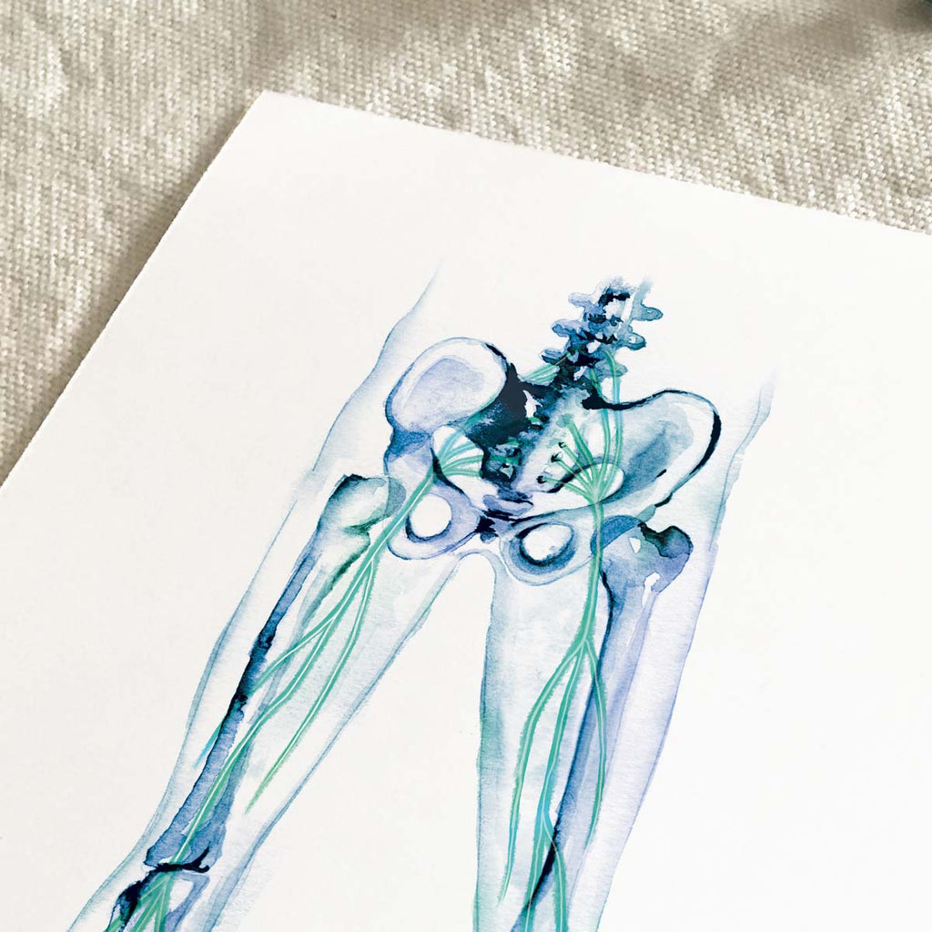 Sciatic Nerves in legs Art Poster