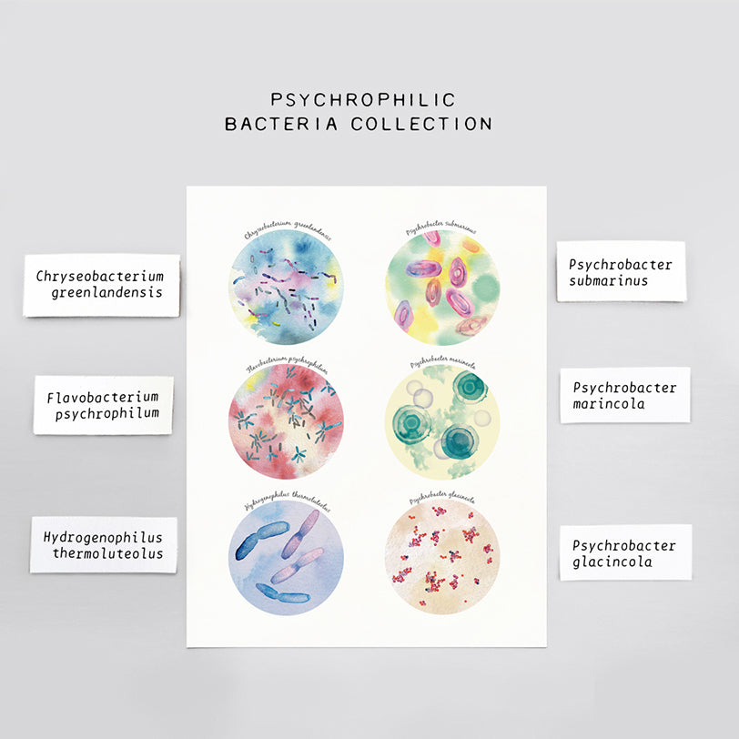 Psychrophilic Bacteria Collection