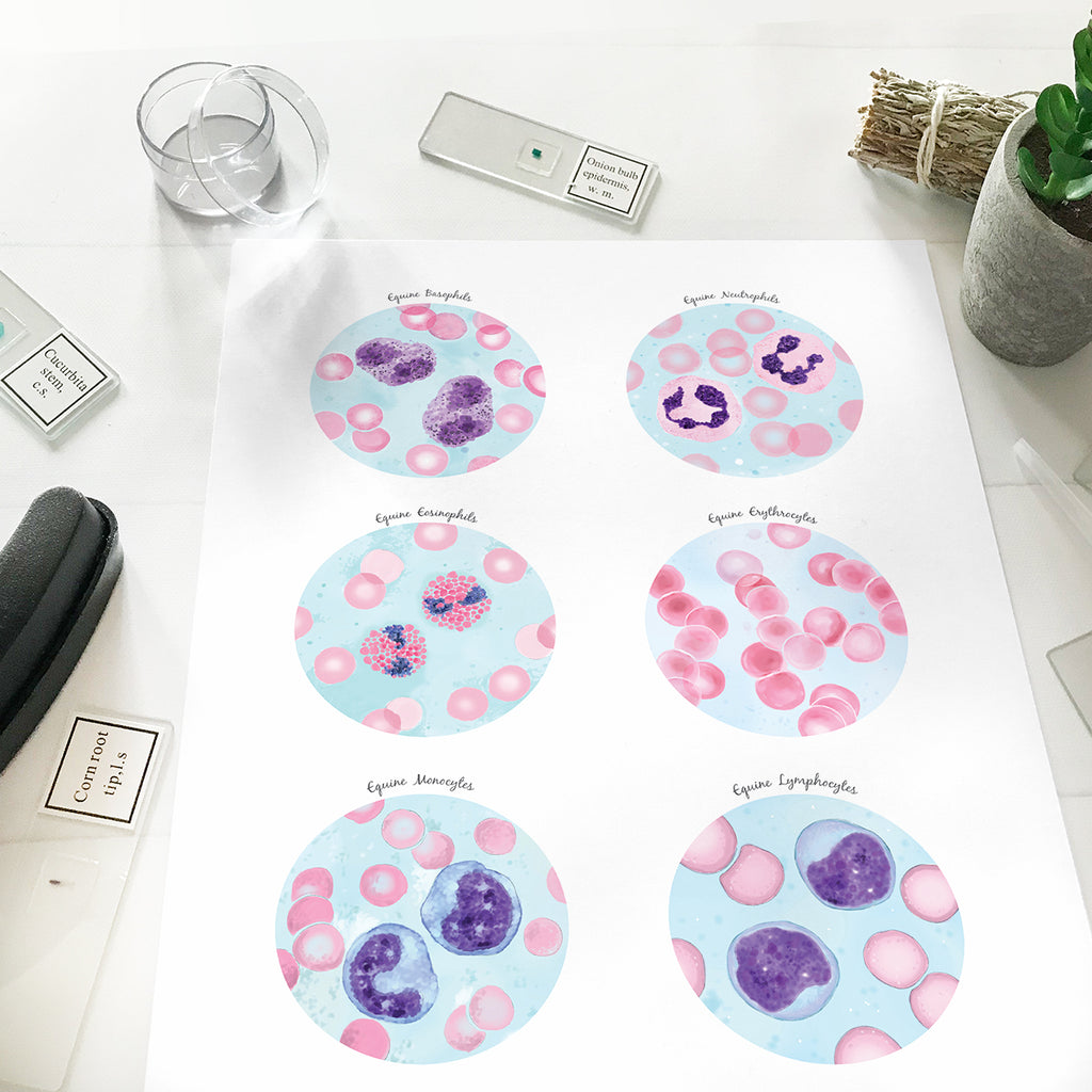 Equine Blood Cells Collection