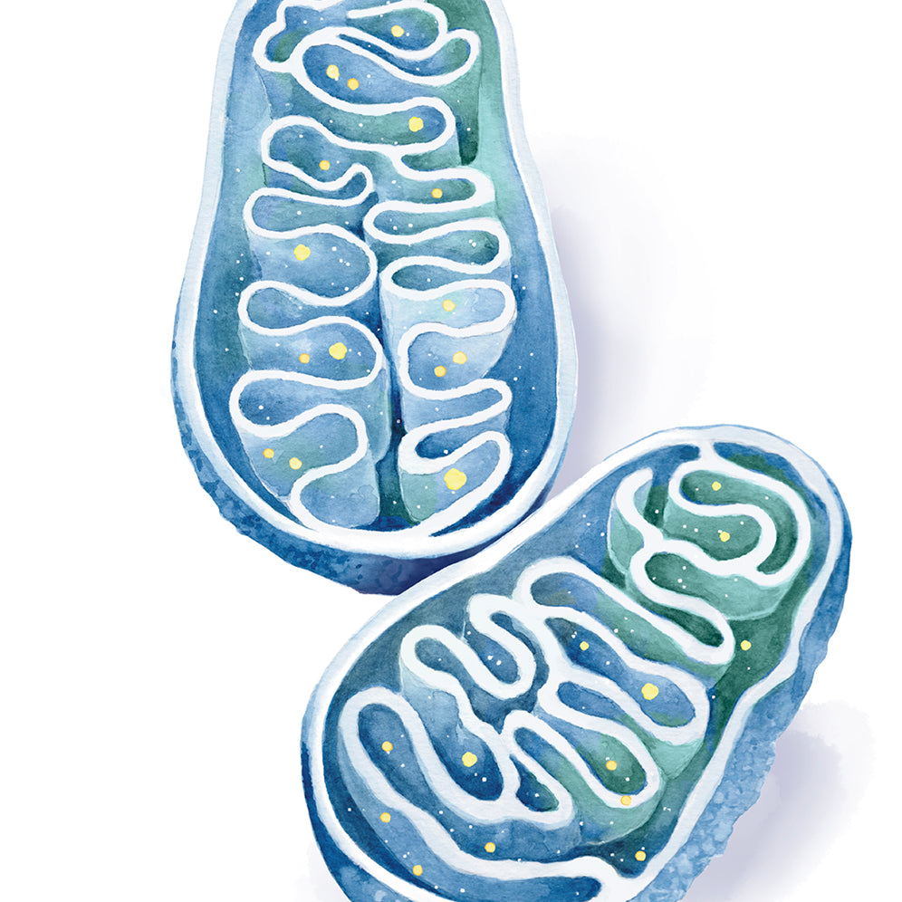 Mitochondria Cross Section Art