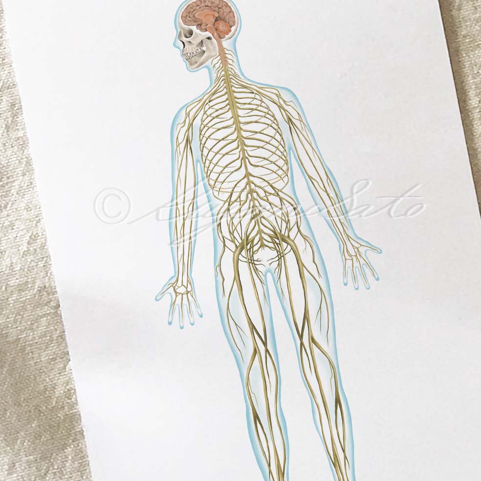 Nervous System Art Poster
