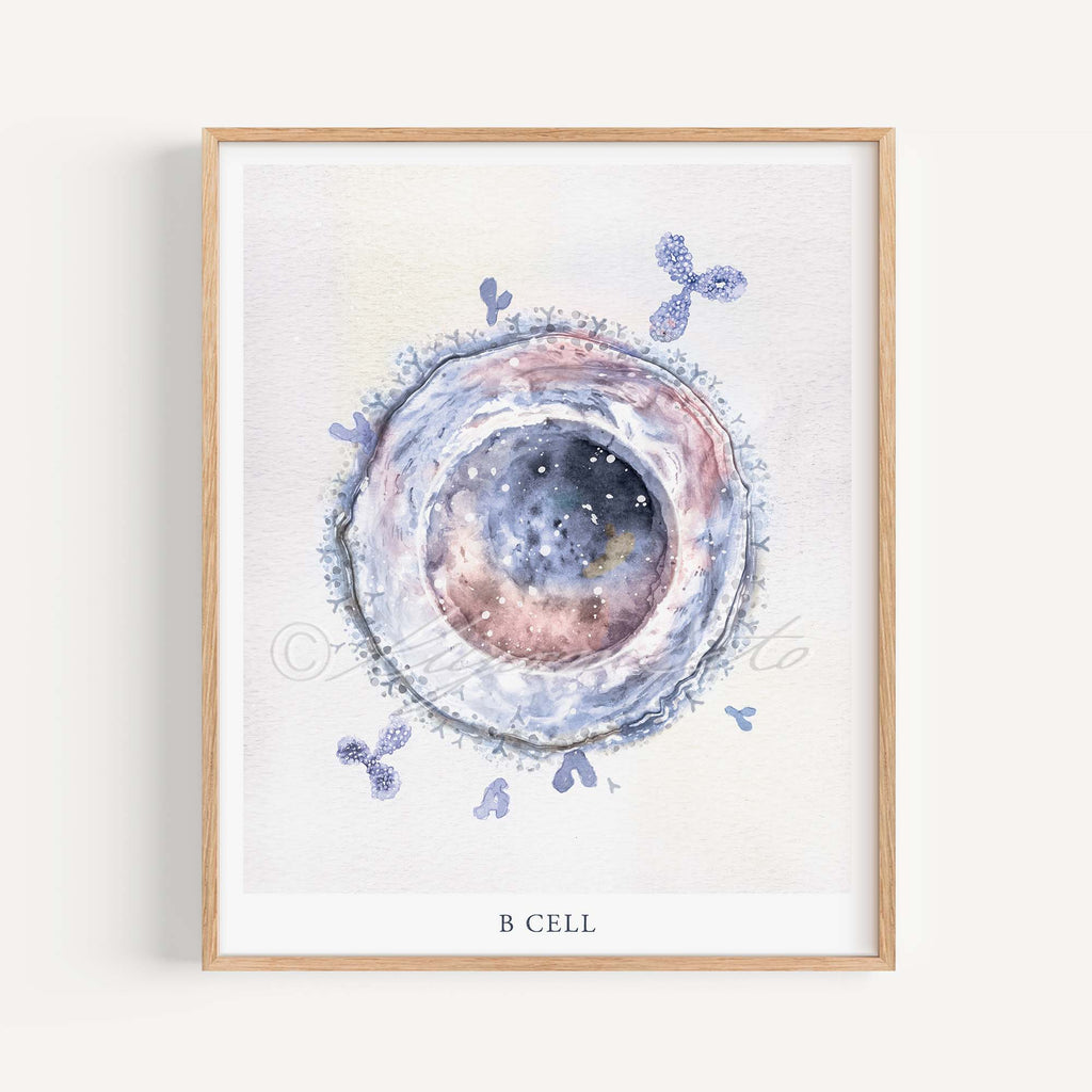 B Cell