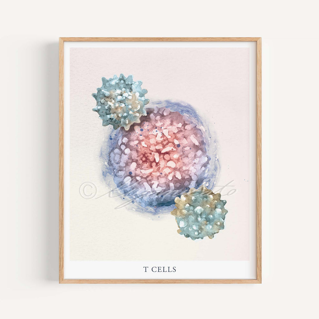 T Cells