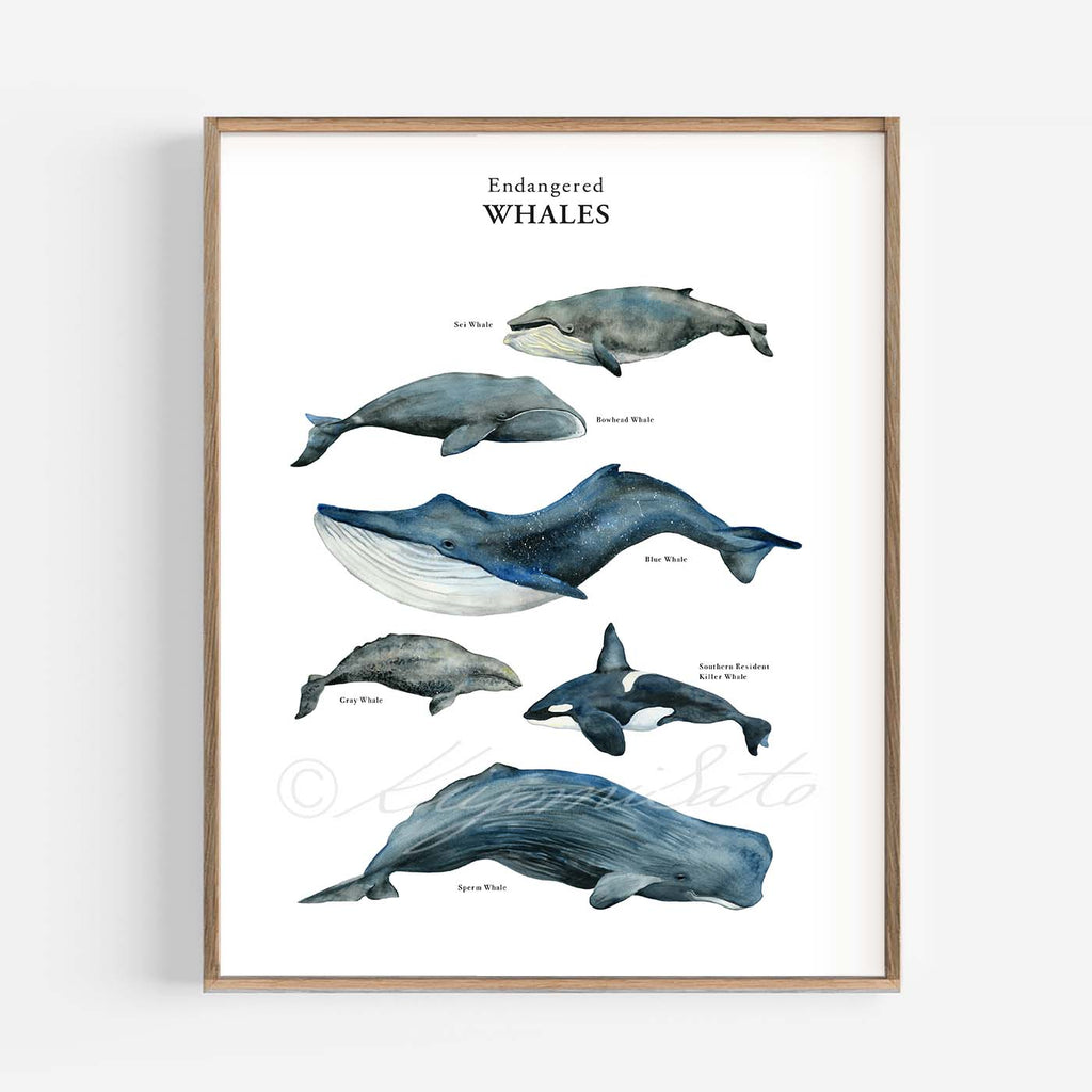 Whale Poster Endangered Whale Watercolor Painting