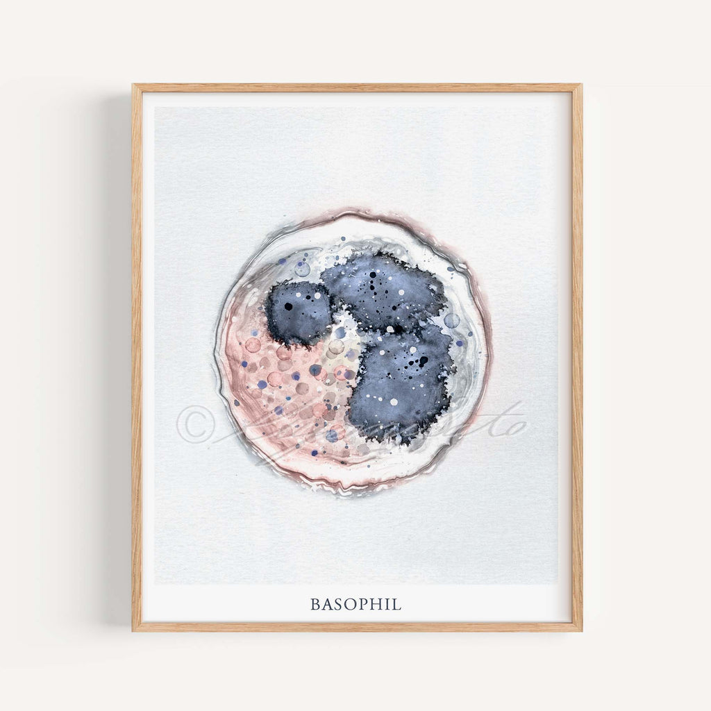 Basophil