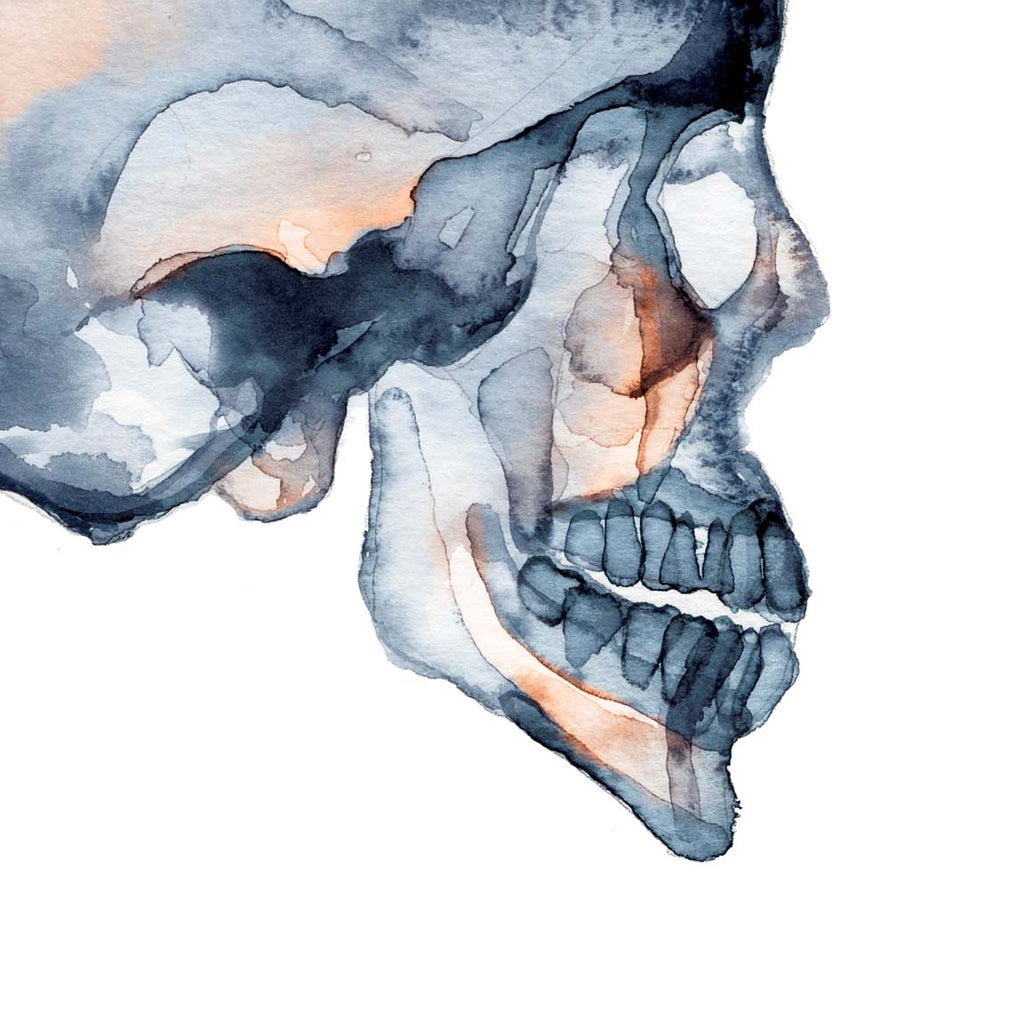 Skull Lateral View Radiography Art