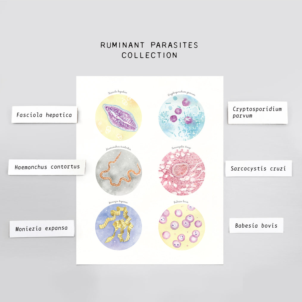 Ruminant Parasites Collection
