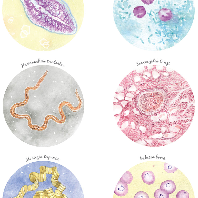 Ruminant Parasites Collection
