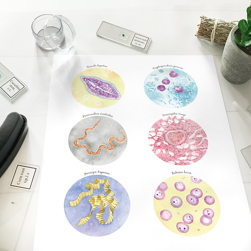 Ruminant Parasites Collection
