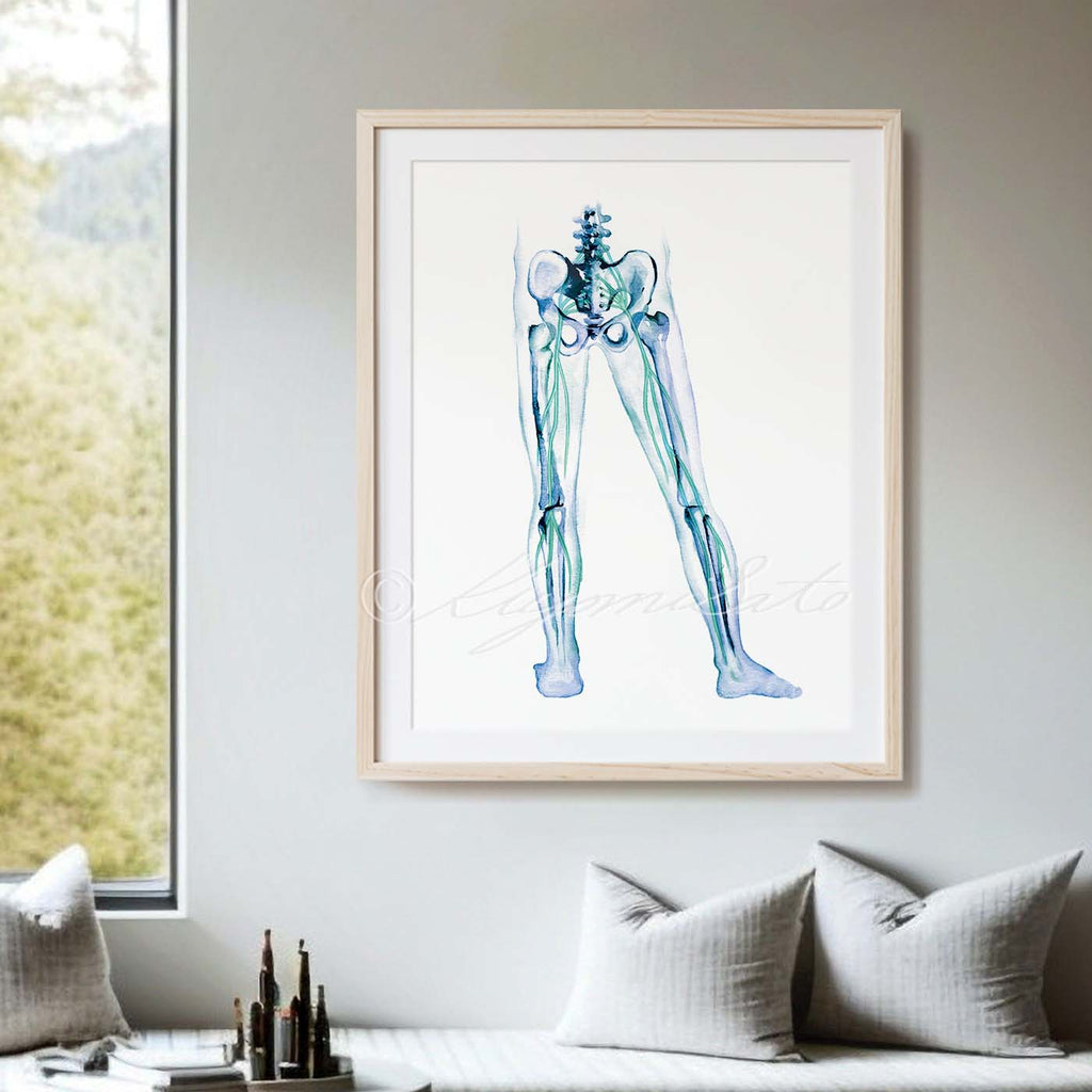 Sciatic Nerves in legs Art Poster