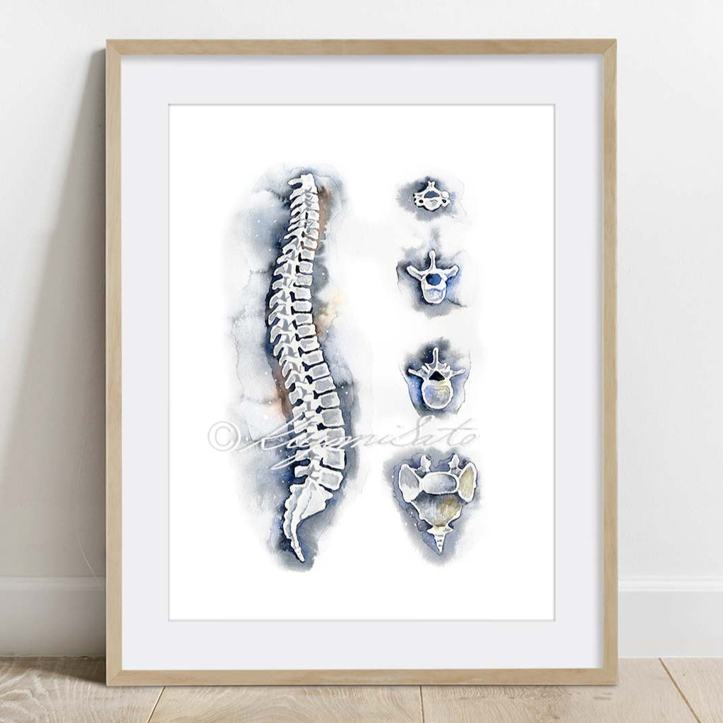 Spine and Vertebrae Art
