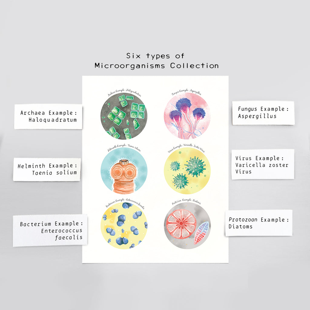 Six Types of Microorganisms Collection