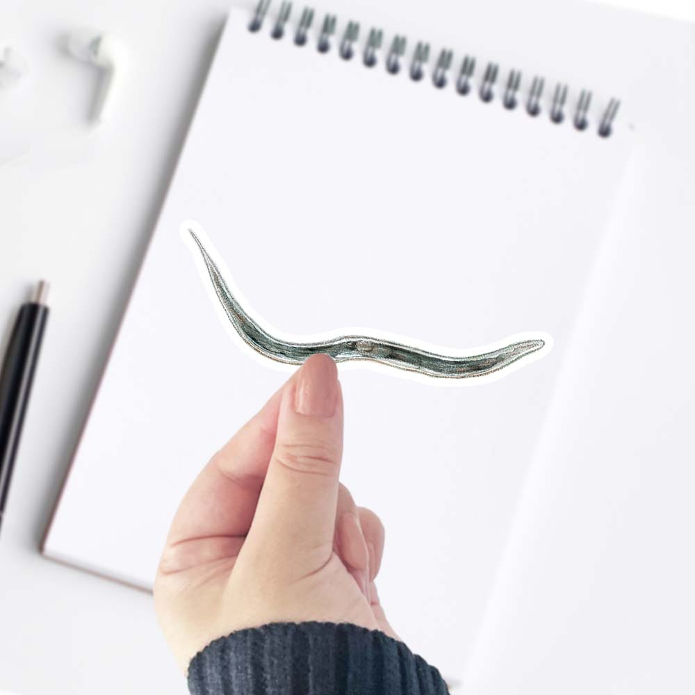 C. Elegans sticker