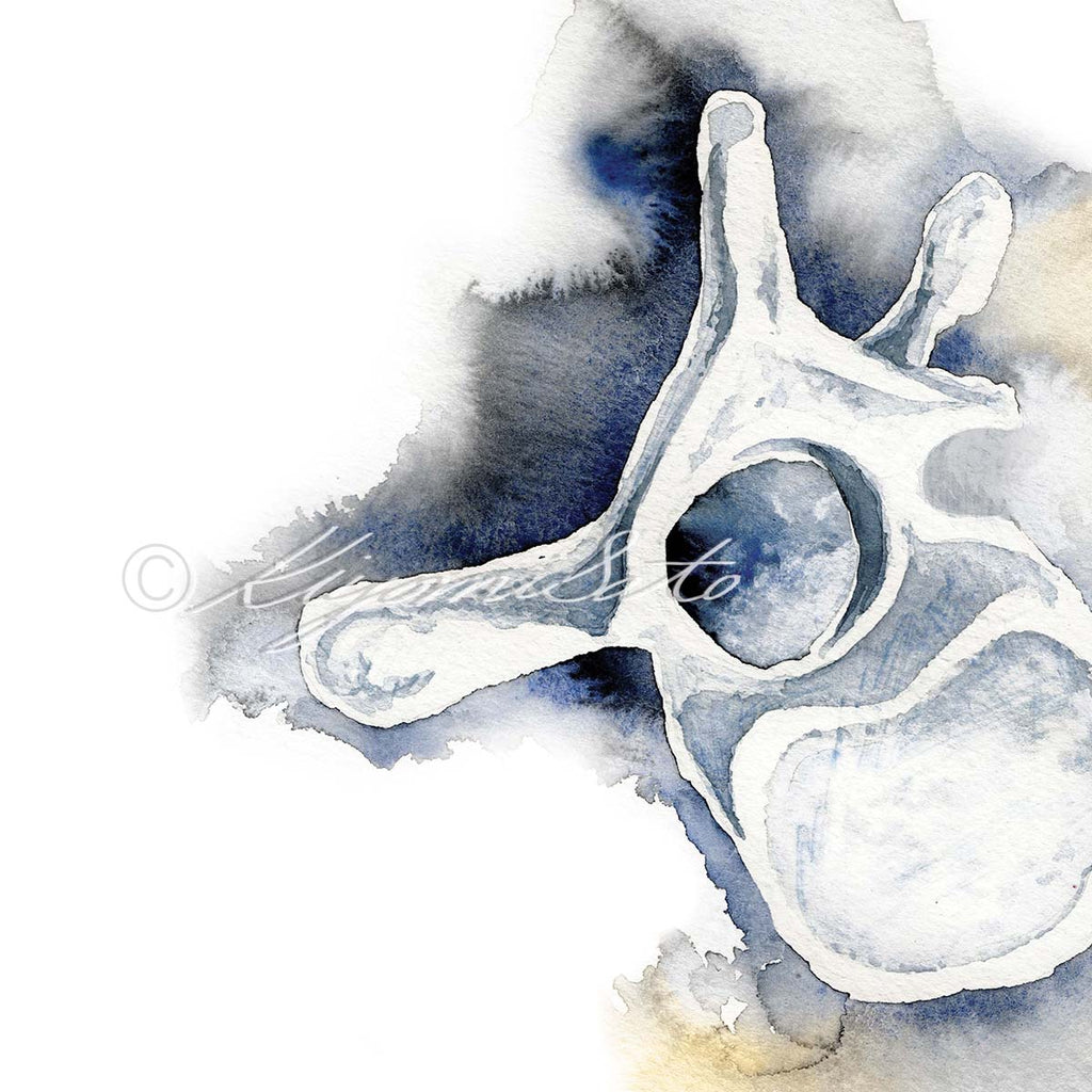 Thoracic Vertebra