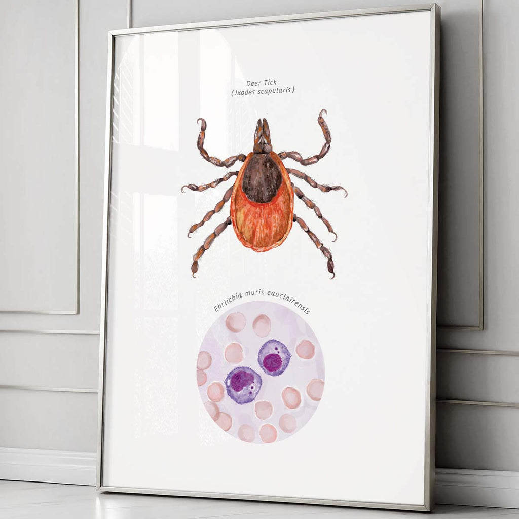 Deer Tick Vector Ehrlichiosis Poster