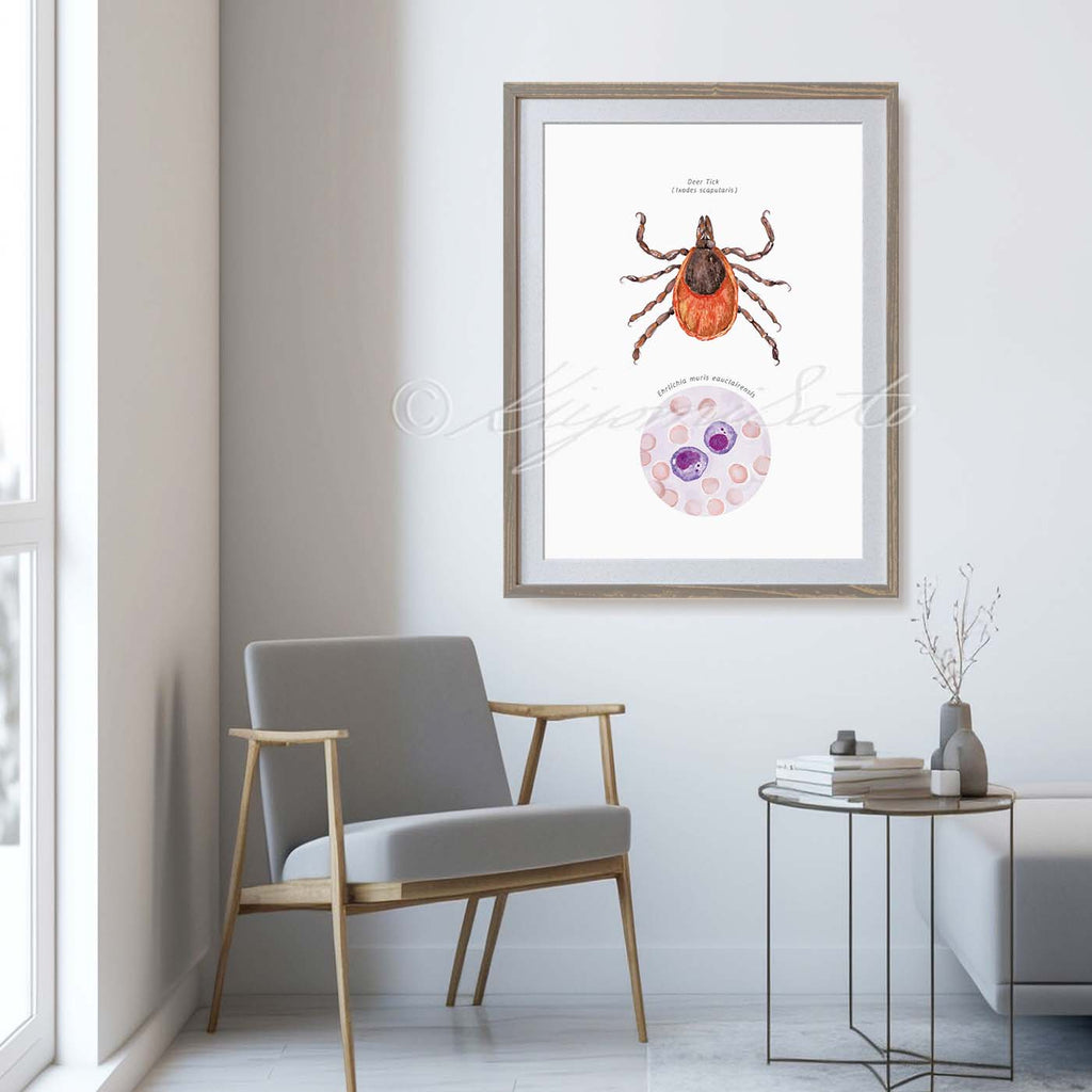 Deer Tick Vector Ehrlichiosis Poster