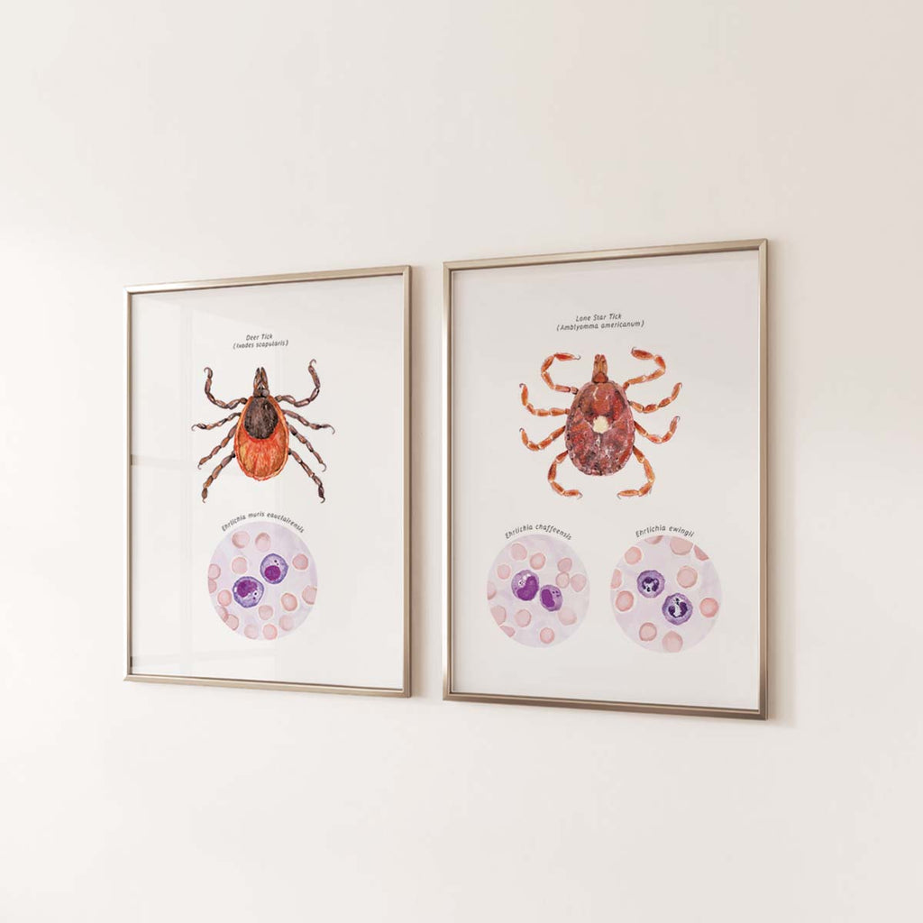 Lone Star Tick and Deer Tick Vector Ehrlichiosis Set of 2 Posters