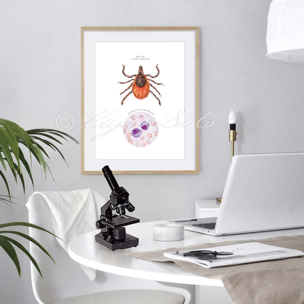 Deer Tick Vector Ehrlichiosis Poster