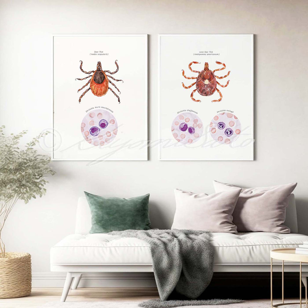 Lone Star Tick and Deer Tick Vector Ehrlichiosis Set of 2 Posters