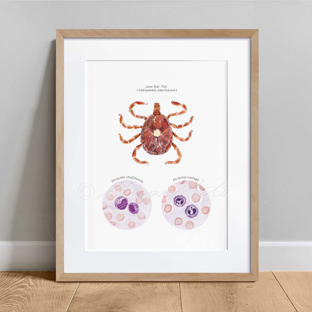 Lone Star Tick Vector Ehrlichiosis Poster