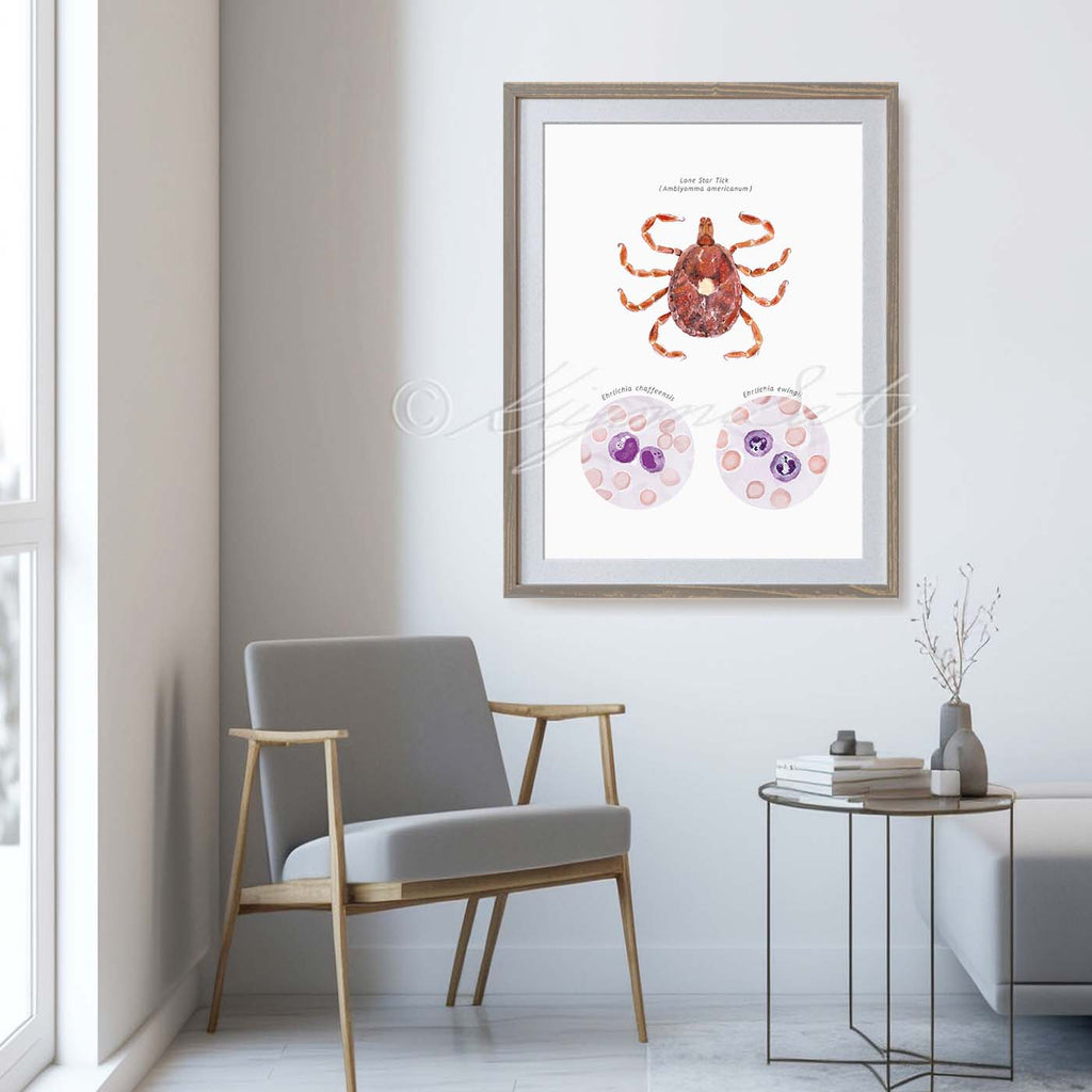 Lone Star Tick Vector Ehrlichiosis Poster