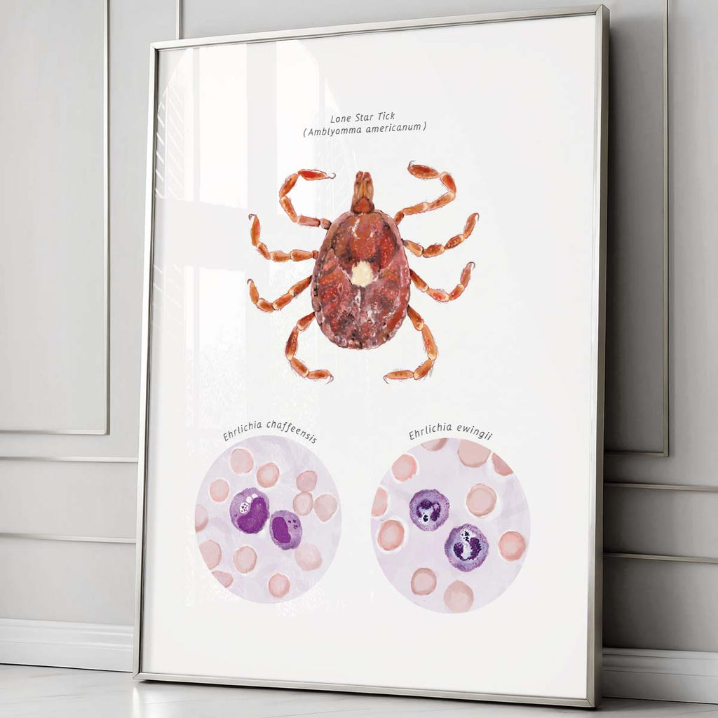 Lone Star Tick Vector Ehrlichiosis Poster