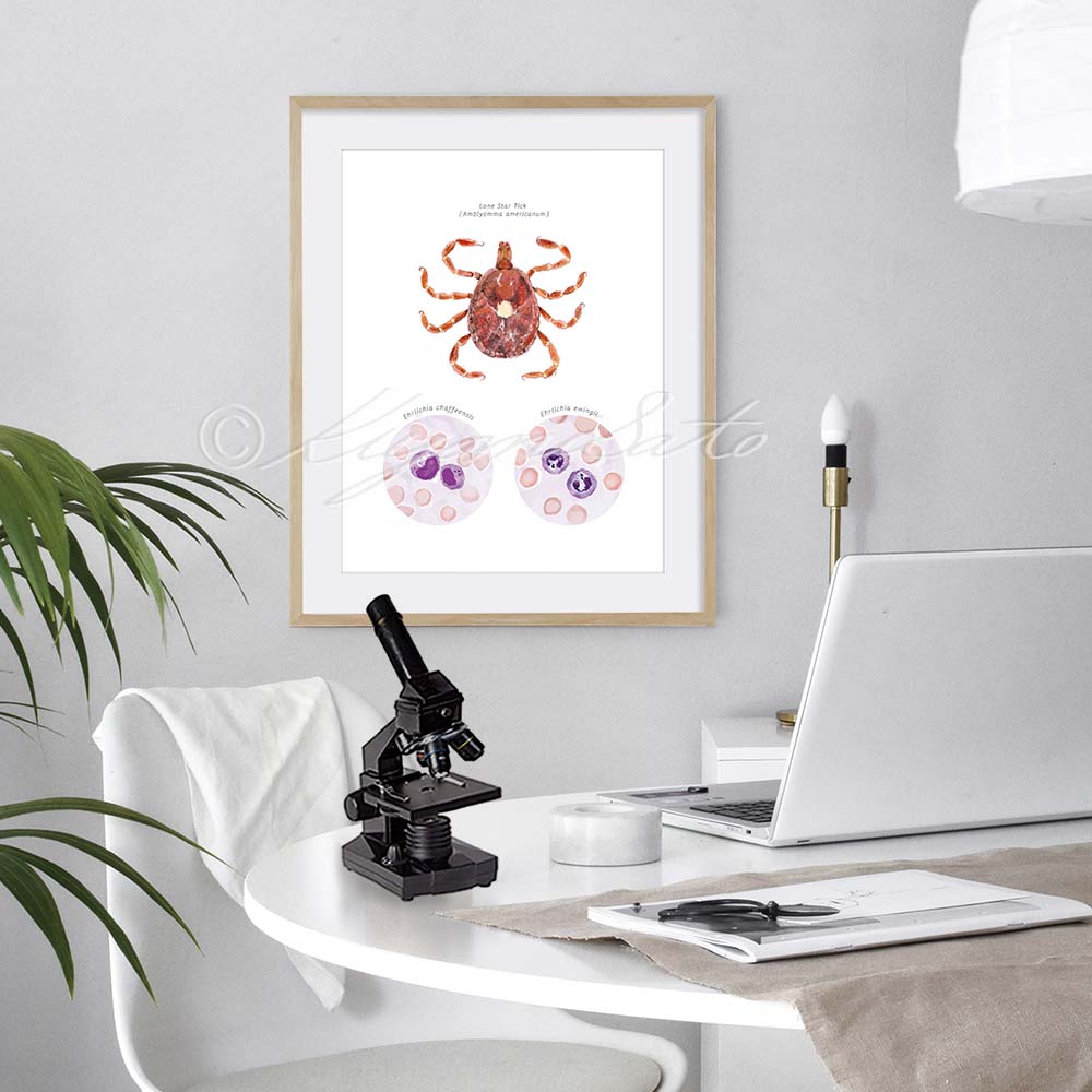 Lone Star Tick Vector Ehrlichiosis Poster