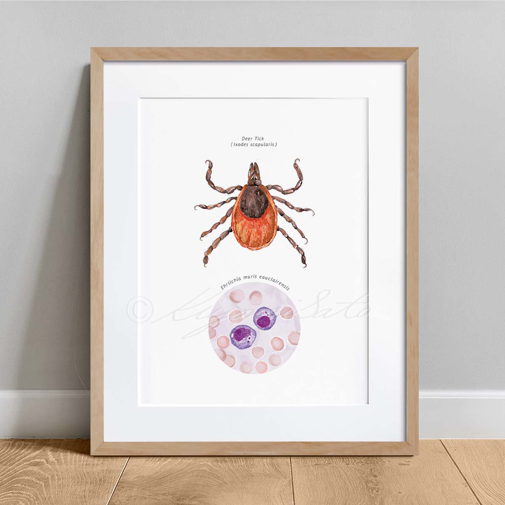Deer Tick Vector Ehrlichiosis Poster