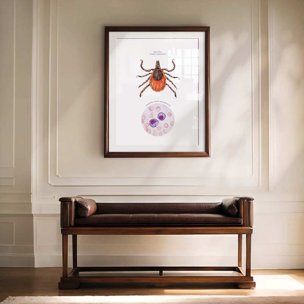 Deer Tick Vector Ehrlichiosis Poster
