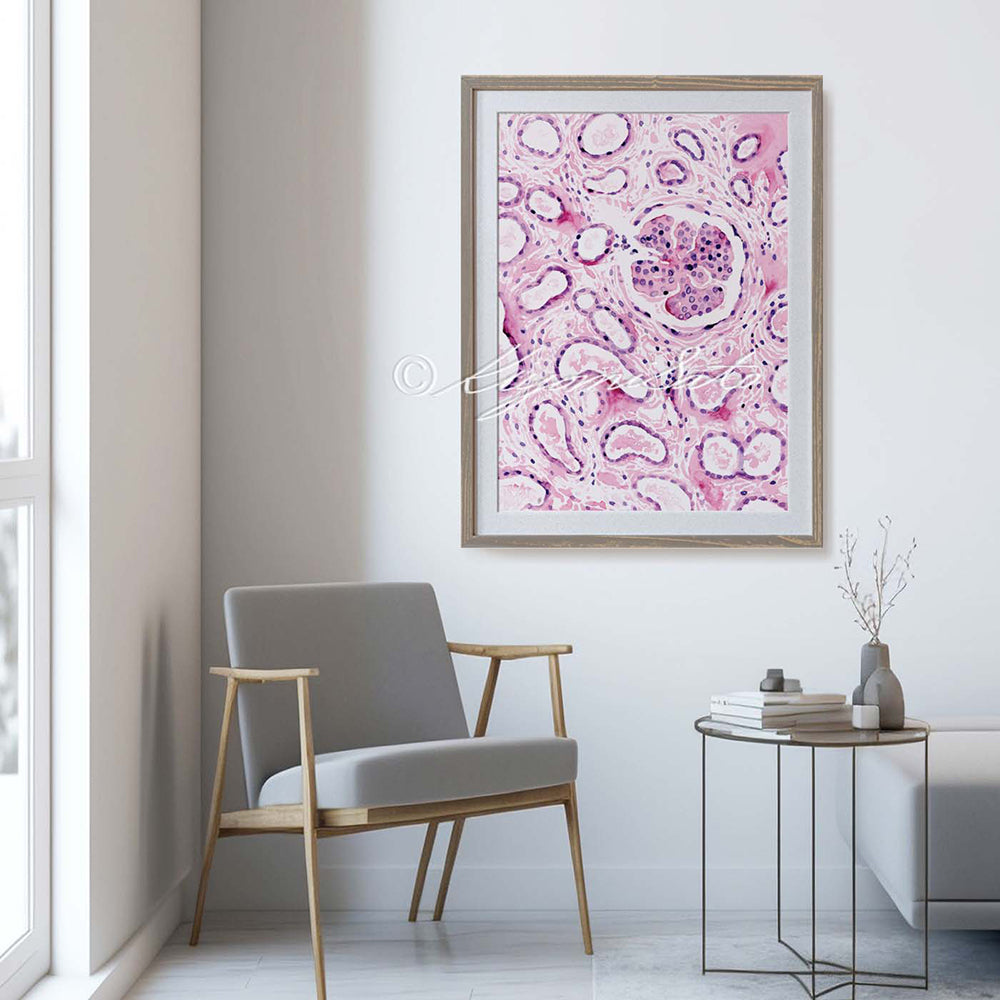 Renal corpuscle  Histology Art