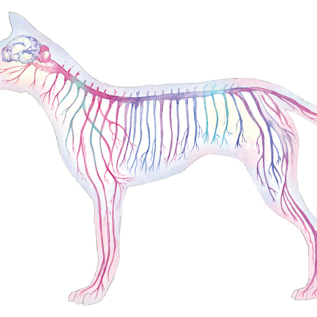 Canine Nervous System, Magenta Horizontal