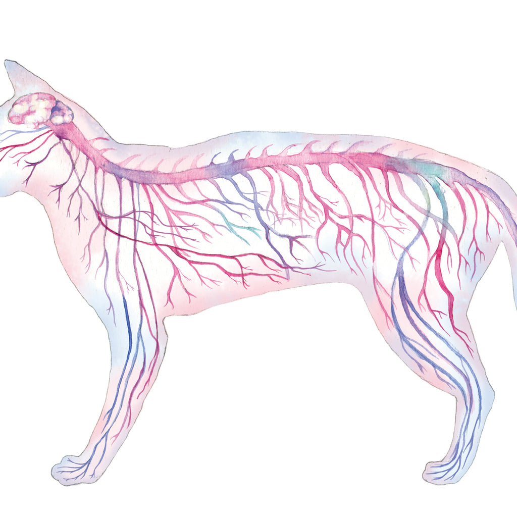 Feline Nervous System, Magenta Horizontal
