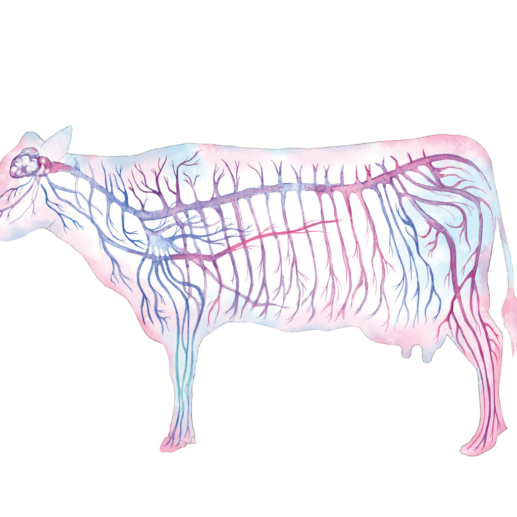Cattle Nervous System in Magenta Vertical