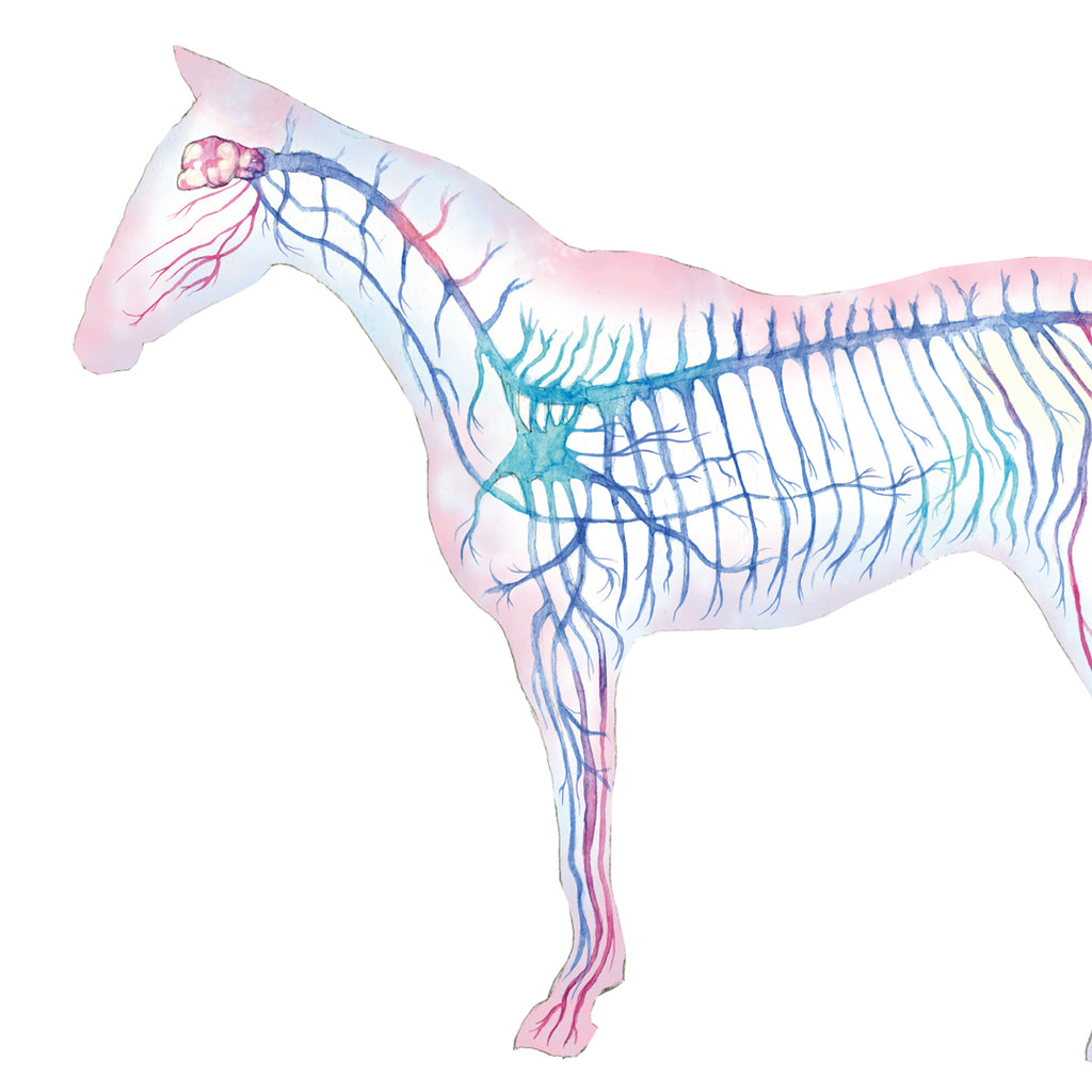 Equine Nervous System, Magenta Vertical
